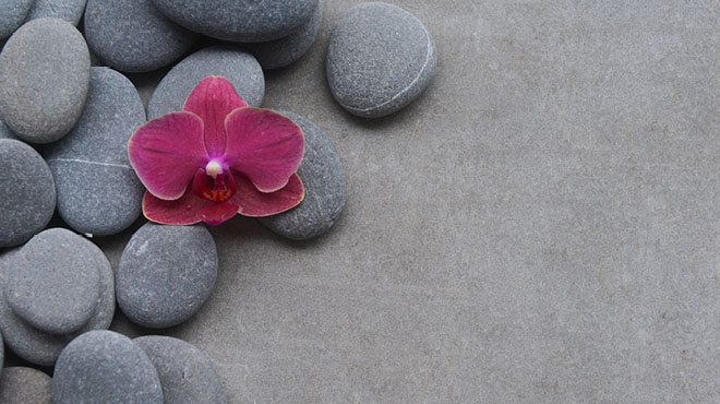 在光滑的岩石的花开花