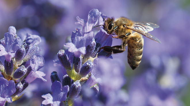 紫色花上的蜜蜂